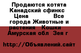 Продаются котята Канадский сфинкс › Цена ­ 15 000 - Все города Животные и растения » Кошки   . Амурская обл.,Зея г.